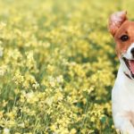 majowka-z-psem-jak-sie-do-niej-przygotowac